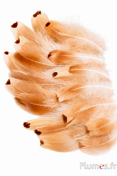 Feldfasan - gebleicht - 6-12 cm - goldcreme
